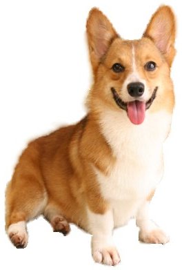 dog01.jpg