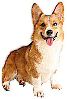 dog01se.jpg