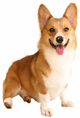 dog01so.jpg