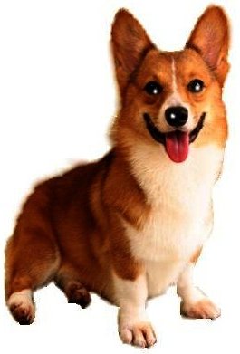 dog01sw.jpg